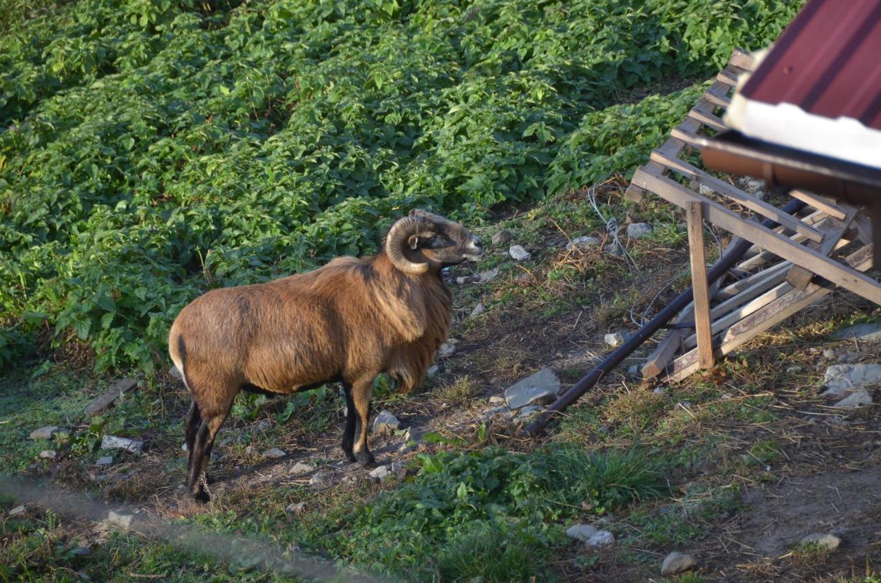 Malinowy Domek Mlynczyska Εξωτερικό φωτογραφία